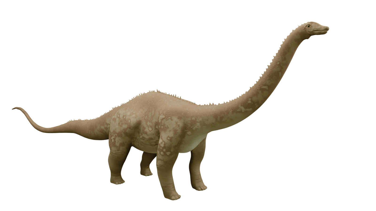 5._Diplodocus.png