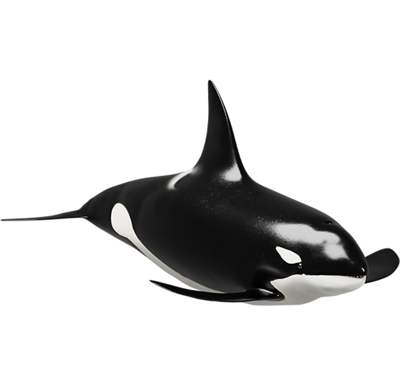 9._Orca-x800.png