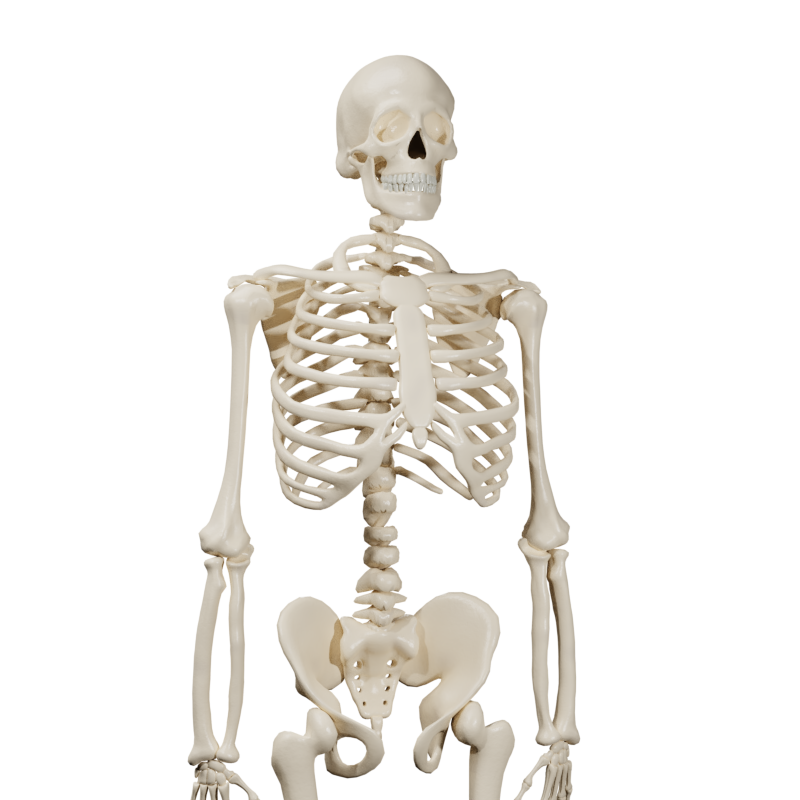 1._Skeleton_800x800.png