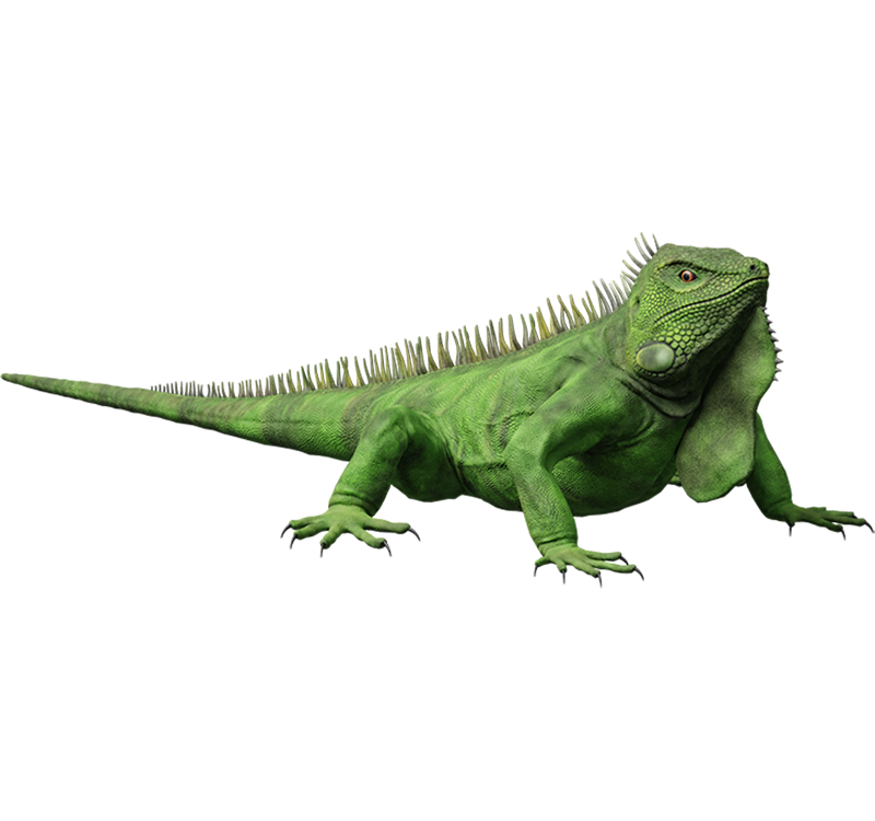 12._Iguana-x800.png